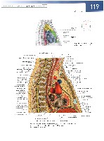 Sobotta  Atlas of Human Anatomy  Trunk, Viscera,Lower Limb Volume2 2006, page 126